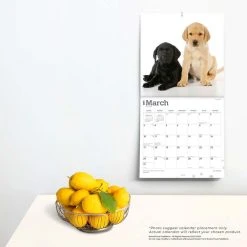 Lab Retriever Puppies 2024 Wall Calendar 13 Lab Retriever Puppies 2024 Wall Calendar -Calendars Sales Store 46ecd21e 9d6d 4561 b199 bab0486a7023