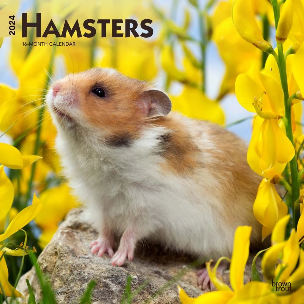 Hamsters 2024 Wall Calendar 3 Hamsters 2024 Wall Calendar