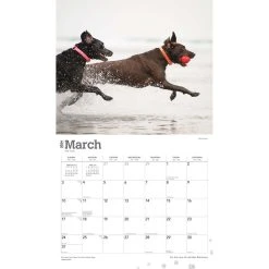 Lab Retriever Deluxe 2024 Wall Calendar 12 Lab Retriever Deluxe 2024 Wall Calendar -Calendars Sales Store 47ea645e 029e 4684 b7b8 91c9c1f9cf3d