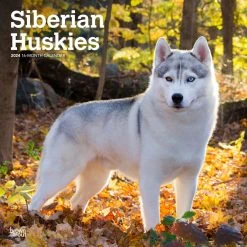 Siberian Huskies 2024 Wall Calendar