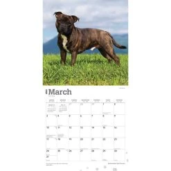 Staffordshire Bull Terriers 2024 Wall Calendar -Calendars Sales Store 4868eb3d e086 4fd4 9c55 ddfad5a37db7