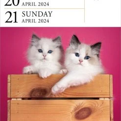 Cat Gallery 2024 Desk Calendar Refill Pack -Calendars Sales Store 4933b72c 5858 4600 b6d8 3dfdcc40f3ed