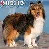 Just Shelties 2024 Wall Calendar -Calendars Sales Store 49760e8d 30da 4914 93cd 72756e869bbf