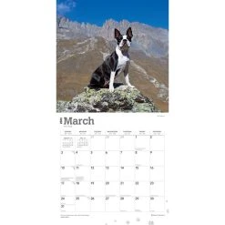 Boston Terriers 2024 Wall Calendar -Calendars Sales Store 49a0b1c8 8861 4bf7 a174 cbe92d8db77c