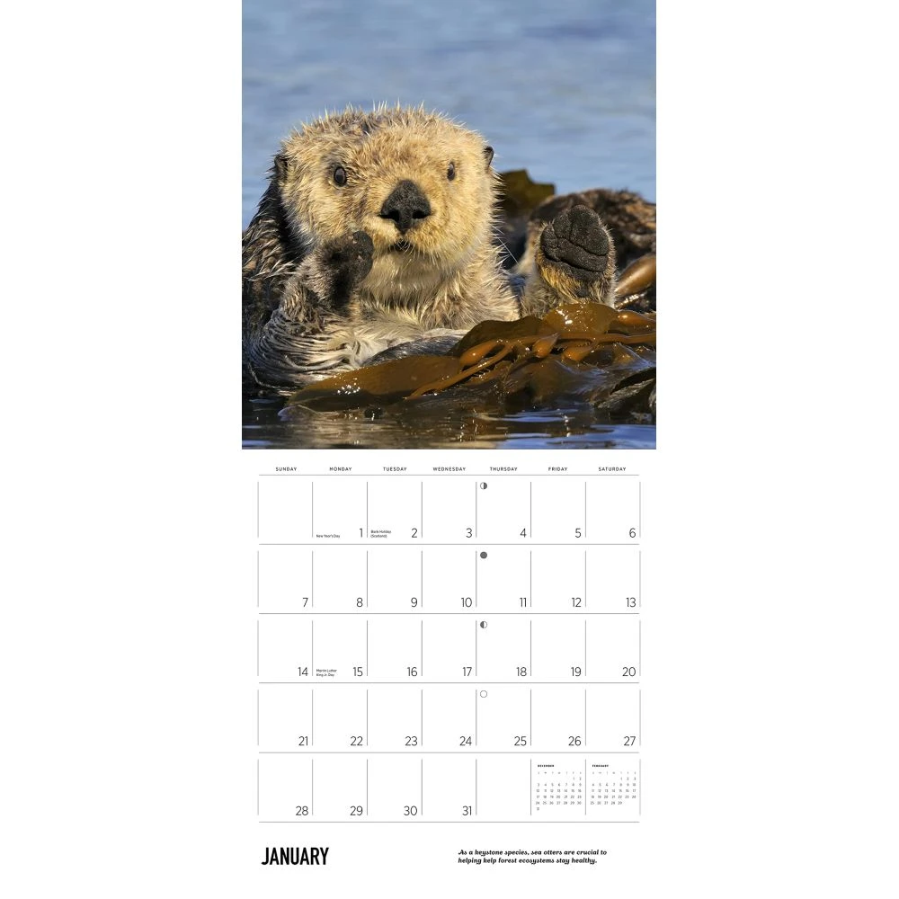 Sea Otters 2024 Wall Calendar 5 Sea Otters 2024 Wall Calendar - Image 3