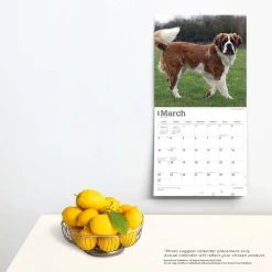 Saint Bernards 2024 Wall Calendar -Calendars Sales Store 4d0a486b fa40 4298 9b77 9d606a780389