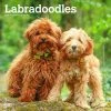Labradoodles 2024 Wall Calendar 2 Labradoodles 2024 Wall Calendar -Calendars Sales Store 4dac08a4 9819 454e 88ca df3ac48b4ec7