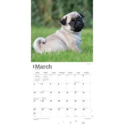 Pug Puppies 2024 Wall Calendar -Calendars Sales Store 4dcca563 2190 4e0f aae7 8c33f8f0f0fa