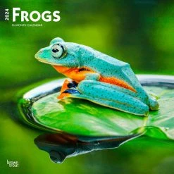 Frogs 2024 Wall Calendar