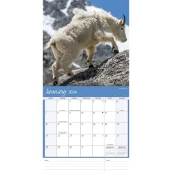 Wildlife 2024 Wall Calendar -Calendars Sales Store 4f9c38f8 cd69 4fdb 9971 046ae6d4dfd3