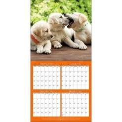 Playful Puppies 2024 Wall Calendar -Calendars Sales Store 516270d3 4ae5 4e8c 9647 f82e8ceee422