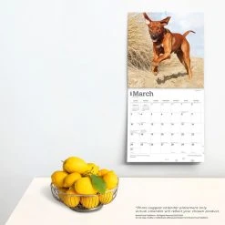 Rhodesian Ridgebacks 2024 Wall Calendar -Calendars Sales Store 517c2d80 1734 4054 97cc 3cda74a219af