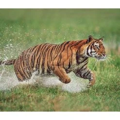 Tigers WWF 2024 Wall Calendar -Calendars Sales Store 52e6ae25 1d59 4a9c b9e2 093419ba4c15