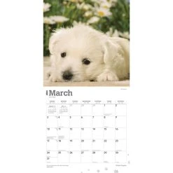 West Highland White Terrier Pups 2024 Wall Calendar -Calendars Sales Store 533ef637 9f3a 4ad7 a3de 51ee2bfe67fb