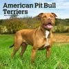 Pit Bull Terriers 2024 Wall Calendar -Calendars Sales Store 54c6a7b1 895f 4fd3 b45b dc76bf6ba5c1