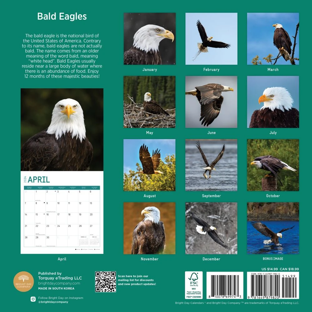 Bald Eagles 2024 Wall Calendar 4 Bald Eagles 2024 Wall Calendar - Image 2