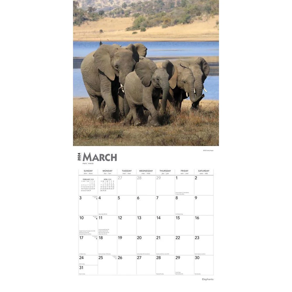 Elephants 2024 Wall Calendar 5 Elephants 2024 Wall Calendar - Image 3