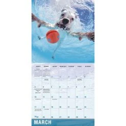Underwater Dogs 2024 Wall Calendar -Calendars Sales Store 56a4c83b 8040 4b15 868b f9dd5e0bef5b