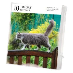 Cat Gallery 2024 Desk Calendar -Calendars Sales Store 584680ab 4062 453c 8d46 eacb7c4fa4b7