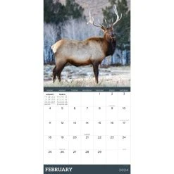 Deer 2024 Wall Calendar -Calendars Sales Store 58619de8 d11e 422e 81dd da49601e0a70