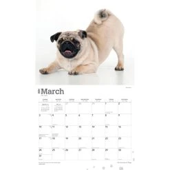 Pugs Deluxe 2024 Wall Calendar -Calendars Sales Store 587aeef1 75e3 4614 9082 094201817bbb