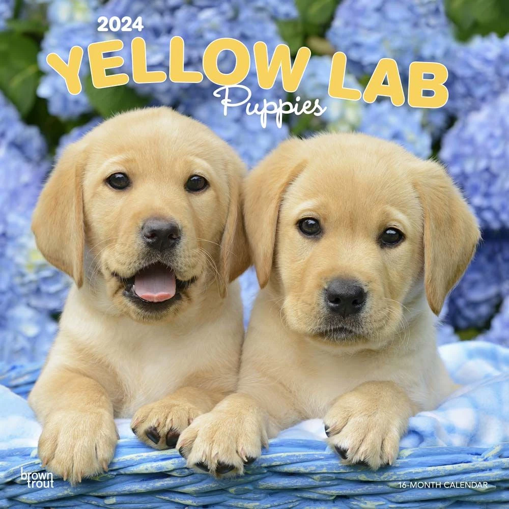 Yellow Lab Retriever Puppies 2024 Wall Calendar 3 Yellow Lab Retriever Puppies 2024 Wall Calendar