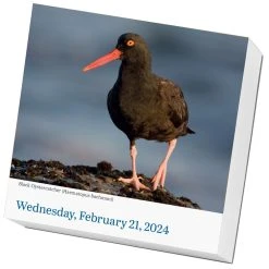 Audubon Birds 2024 Desk Calendar -Calendars Sales Store 5c2ed58a ad53 4f32 acdb 9f6c04e8b2d6