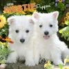 West Highland White Terrier Pups 2024 Wall Calendar -Calendars Sales Store 5d37a858 2087 452b be4d 82b4cd8e715f