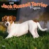 Jack Russell Terrier Puppies 2024 Wall Calendar -Calendars Sales Store 5f139ee4 10ec 4d1f beb4 e689675bcd28