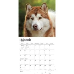 Alaskan Malamutes 2024 Wall Calendar -Calendars Sales Store 5f72e9d3 432f 4a97 8194 5c1f95a6d411