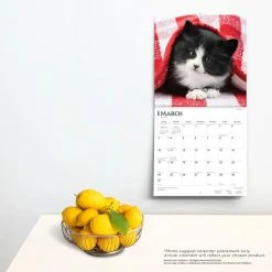 Kittens I Love 2024 Wall Calendar -Calendars Sales Store 60ee0609 d92c 4f3d 9fb0 18daaddb81bd