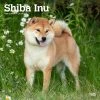 Shiba Inu 2024 Wall Calendar -Calendars Sales Store 622de848 27a3 43db 95bc 1fba05c1c1b2
