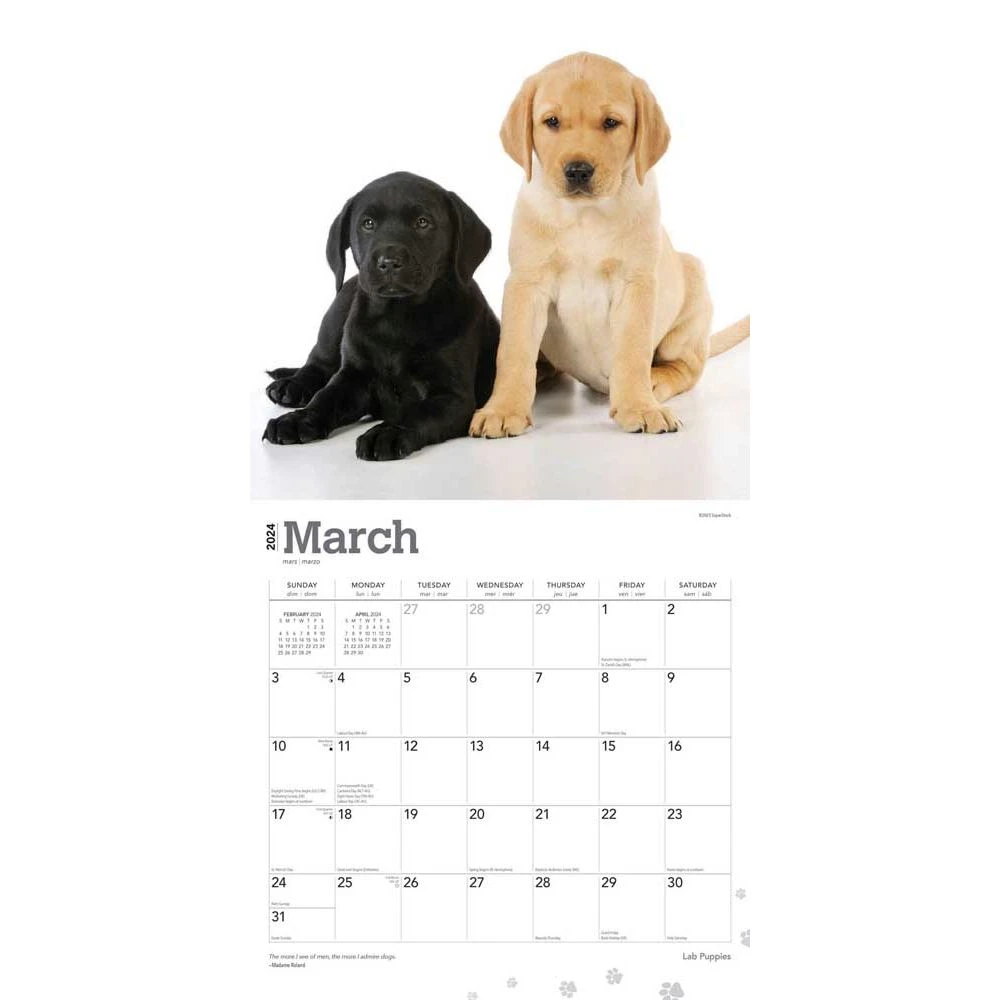 Lab Retriever Puppies 2024 Wall Calendar 5 Lab Retriever Puppies 2024 Wall Calendar - Image 3