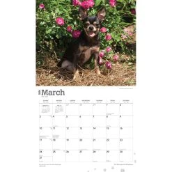 For The Love Of Chihuahuas Deluxe 2024 Wall Calendar 12 For The Love Of Chihuahuas Deluxe 2024 Wall Calendar -Calendars Sales Store 65e124f2 3fd9 470d b0de bb5146455eba
