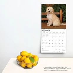 Goldendoodles 2024 Wall Calendar -Calendars Sales Store 677703bd c5ff 4146 9bff a495b865aecf