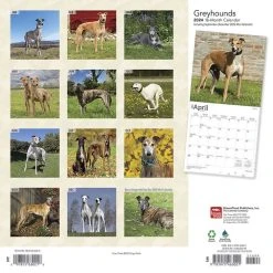 Greyhounds 2024 Wall Calendar -Calendars Sales Store 69234672 2f1e 4da1 a0ab 19425f0cee01