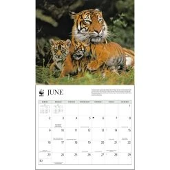 Tigers WWF 2024 Wall Calendar -Calendars Sales Store 693c0bb2 e1e1 4524 ae6e 30345ead4d04