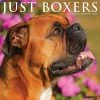 Just Boxers 2024 Wall Calendar 2 Just Boxers 2024 Wall Calendar -Calendars Sales Store 6a34b5fb bf65 4493 ba1e df1ca49282d4