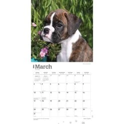 Boxer Puppies 2024 Wall Calendar -Calendars Sales Store 6a98be3d d16a 4796 bd3e 3c9eb1525cb4