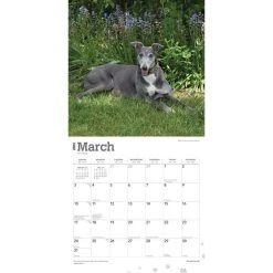 Greyhounds 2024 Wall Calendar -Calendars Sales Store 6aa33675 b3d4 4cee 9e42 815d8a1f29f5
