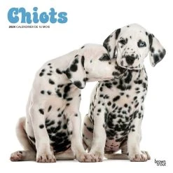 Chiots Puppies 2024 Wall Calendar