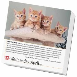 365 Cats 2024 Page-A-Day Desk Calendar -Calendars Sales Store 6ae45b37 1f49 4222 bdfc d9dc8b8a15cf