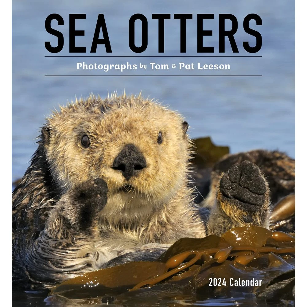 Sea Otters 2024 Wall Calendar 3 Sea Otters 2024 Wall Calendar