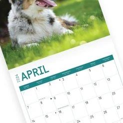 Australian Shepherds 2024 Wall Calendar 11 Australian Shepherds 2024 Wall Calendar -Calendars Sales Store 6c8b9f17 a380 4aca 8158 207a16f23653