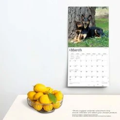 Australian Kelpies 2024 Wall Calendar -Calendars Sales Store 6ce714dc 2fe5 4be4 84cf 3e04d0384547