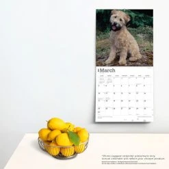 Wheaten Terriers Soft Coated 2024 Wall Calendar -Calendars Sales Store 6ddc5a31 30a8 4755 8959 d46445440be1