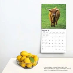 Cows 2024 Wall Calendar 13 Cows 2024 Wall Calendar -Calendars Sales Store 6df3f4b4 3924 4d2b aa1b 20edf6982122