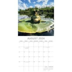 Fabulous Frogs 2024 Wall Calendar -Calendars Sales Store 6e2fa602 02bb 4420 ac4f 239b257cd6a0