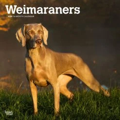 Weimaraners 2024 Wall Calendar