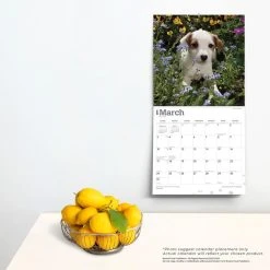 Jack Russell Terrier Puppies 2024 Wall Calendar -Calendars Sales Store 6f5eaaf1 4364 4d38 8c36 03e49f459a9c